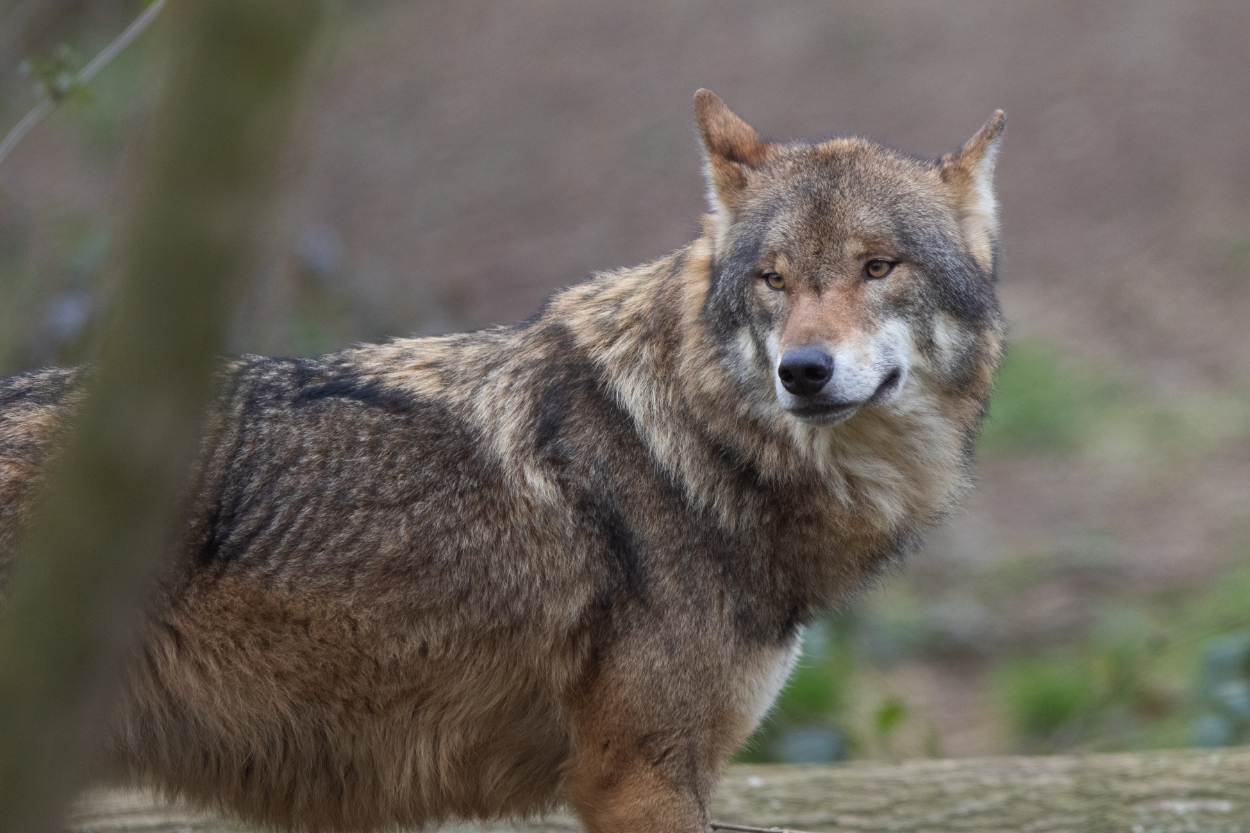 De wolf in Nederland: weren of accepteren?